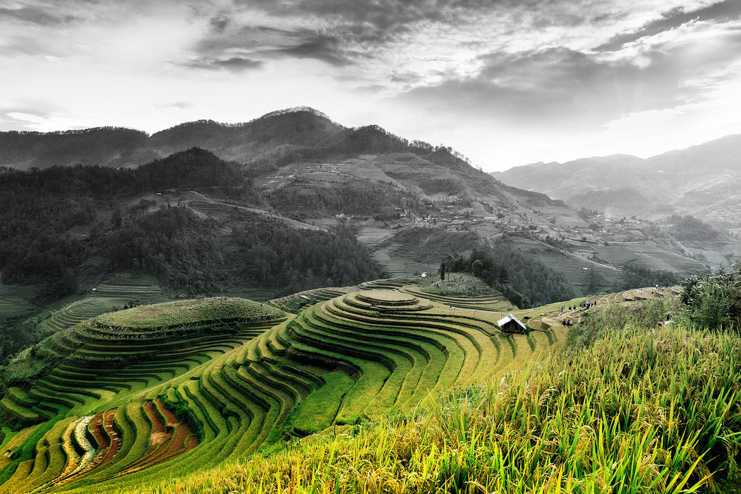 Reisfelder in Vietnam, Glasbild