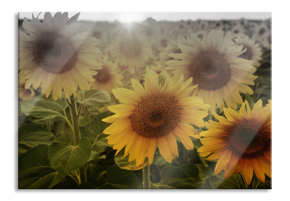 Pixxprint Sonnenblumen auf dem Feld, Glasbild