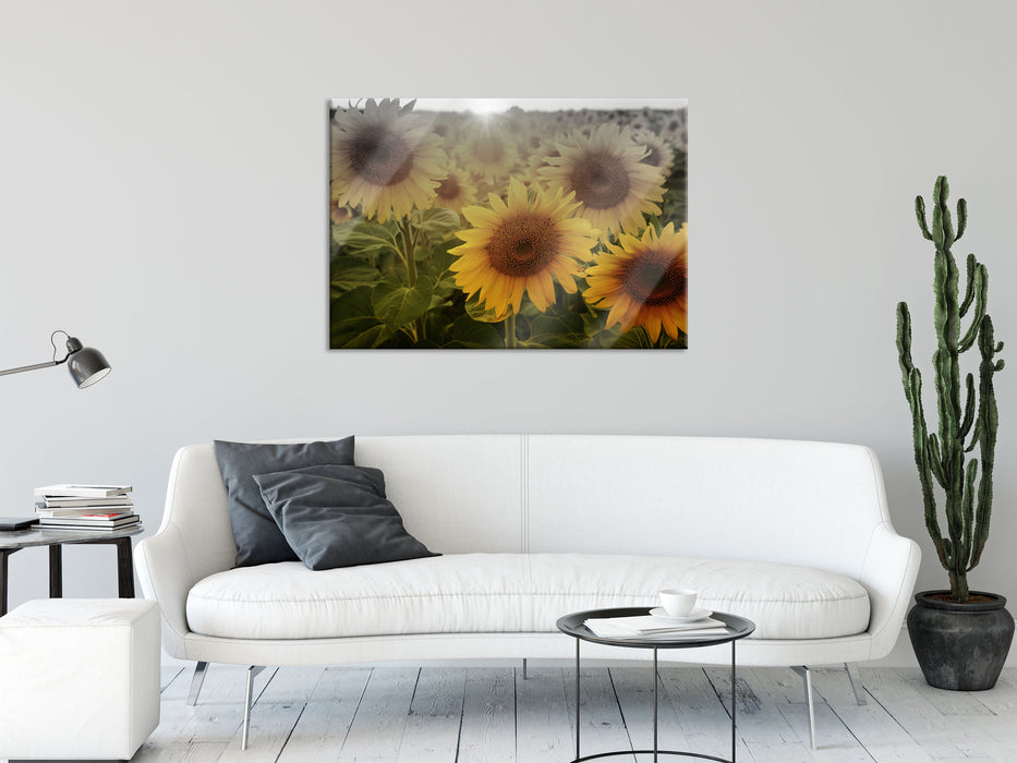 Sonnenblumen auf dem Feld, Glasbild