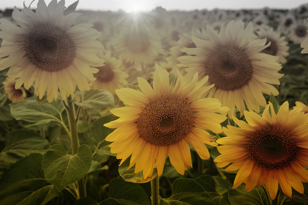 Sonnenblumen auf dem Feld, Glasbild