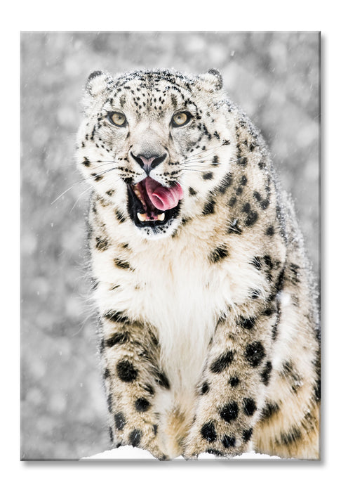 Leopard im Schnee, Glasbild