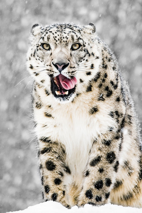 Leopard im Schnee, Glasbild