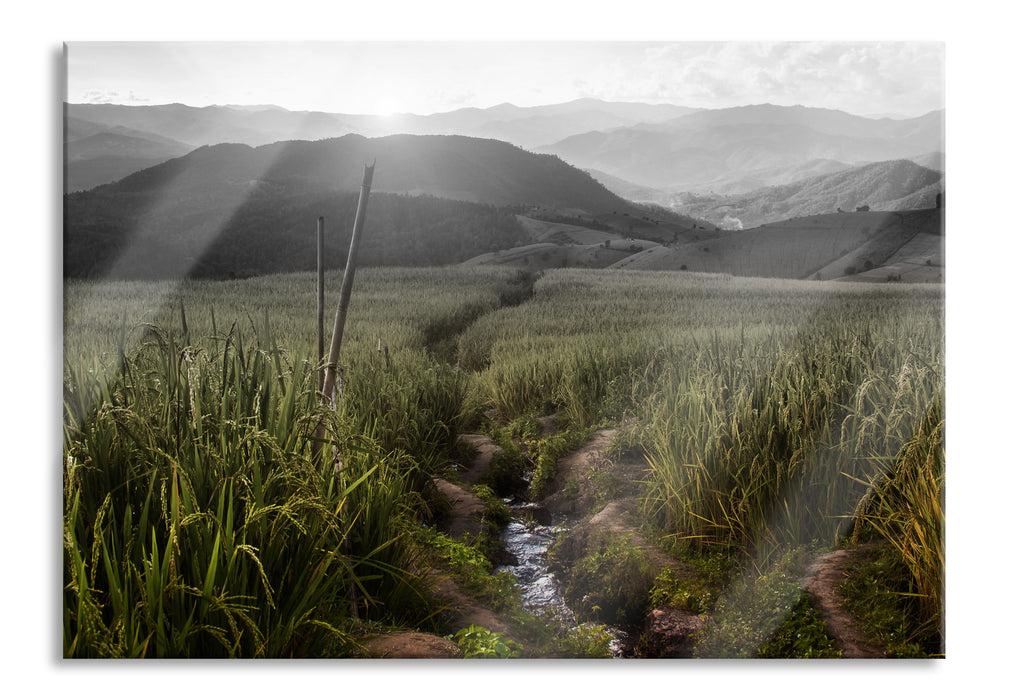 Pixxprint Reisfeld Plantage in Asien, Glasbild