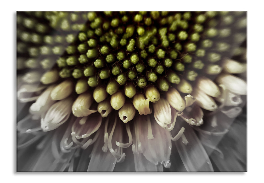 Pixxprint Nahaufnahme einer Gerbera, Glasbild