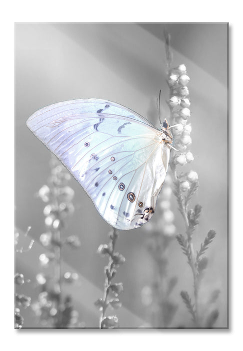 Schmetterling auf Blütenknospen, Glasbild