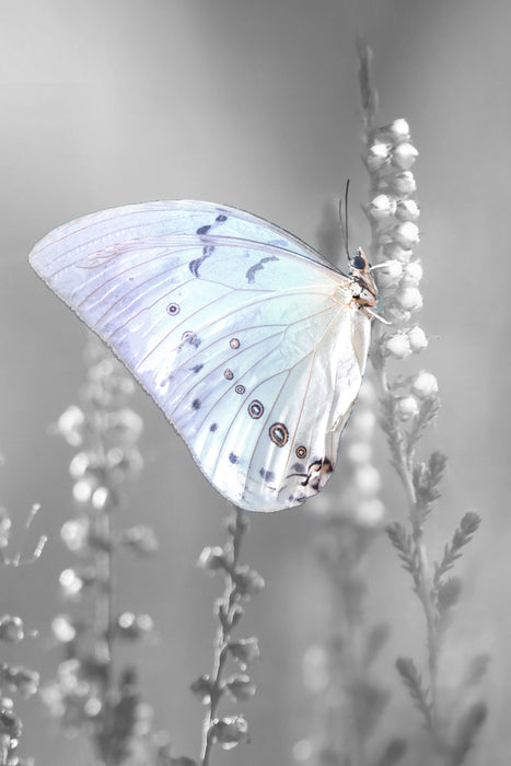 Schmetterling auf Blütenknospen, Glasbild