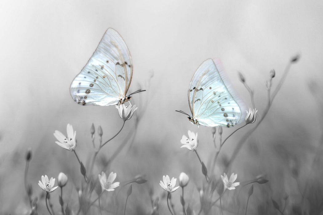 Schmetterling auf kleinen Blumen, Glasbild