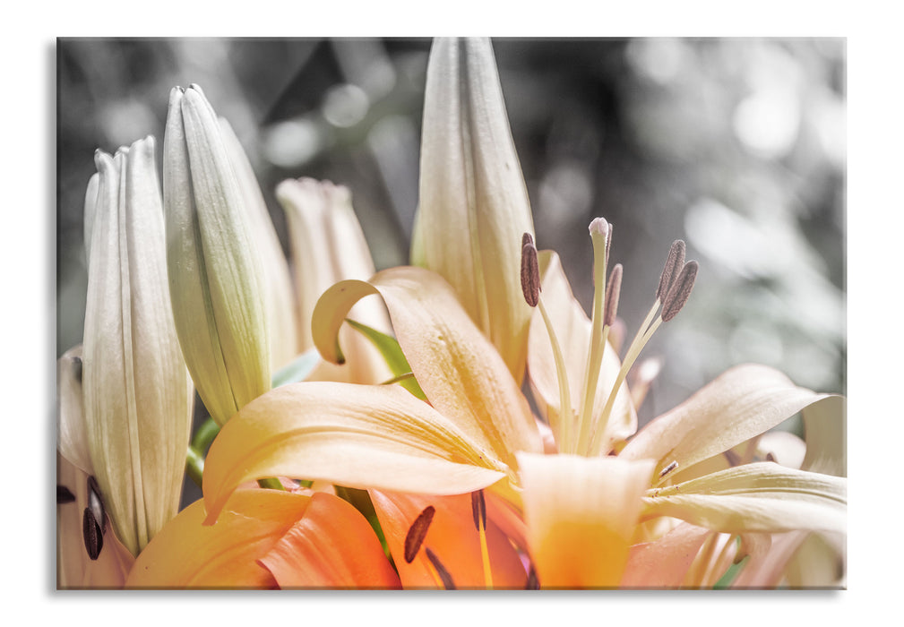 schöne orangene Lilien, Glasbild