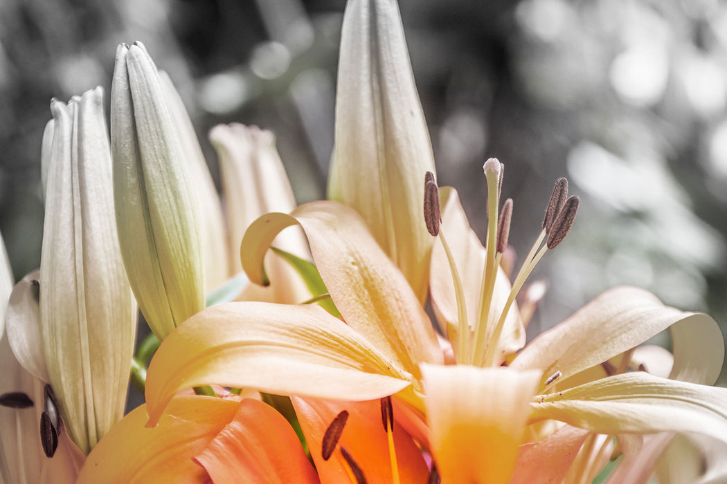 schöne orangene Lilien, Glasbild