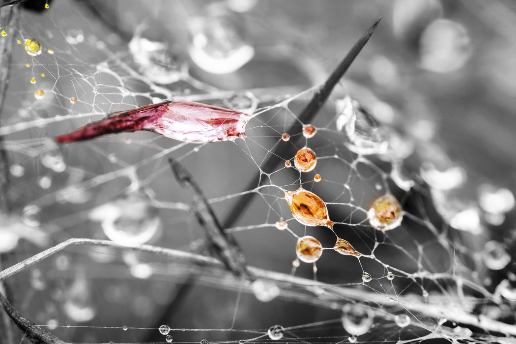 Spinnennetz mit Wassertropfen, Glasbild