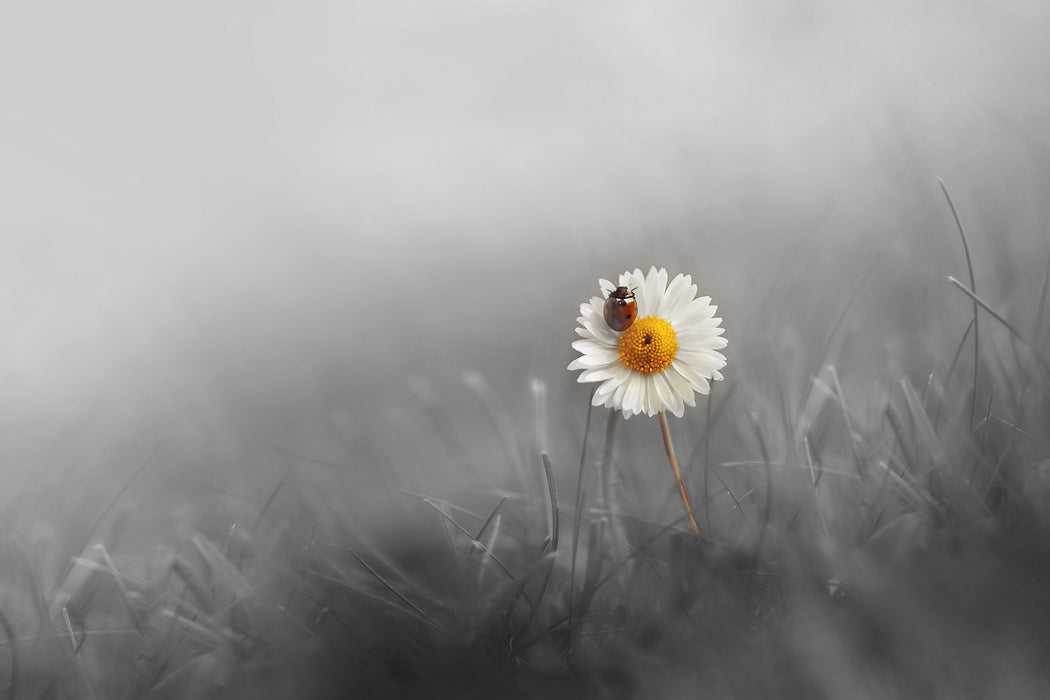 Gänseblümchen Marienkäfer, Glasbild