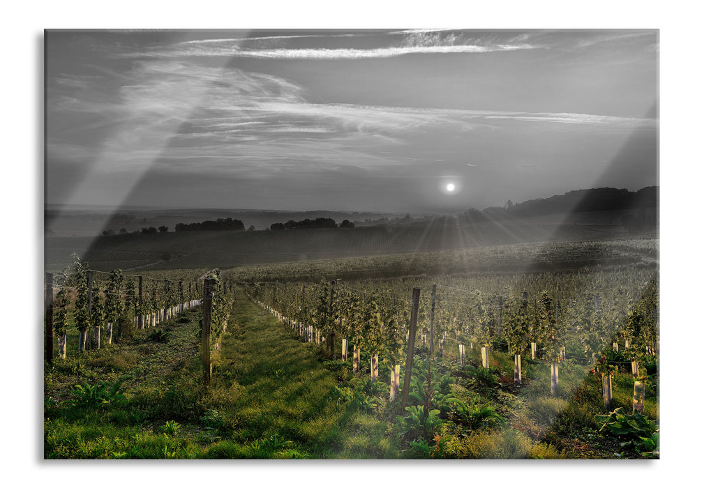 Weinberg in Bergerac Frankreich, Glasbild