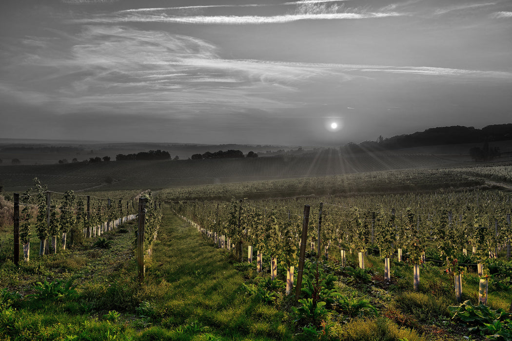 Weinberg in Bergerac Frankreich, Glasbild