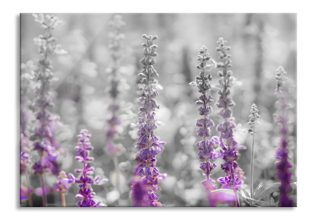 schöne violette Lavendelblüten, Glasbild