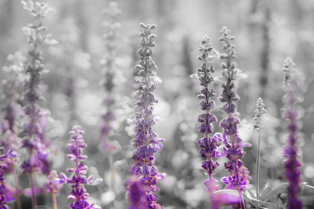 schöne violette Lavendelblüten, Glasbild