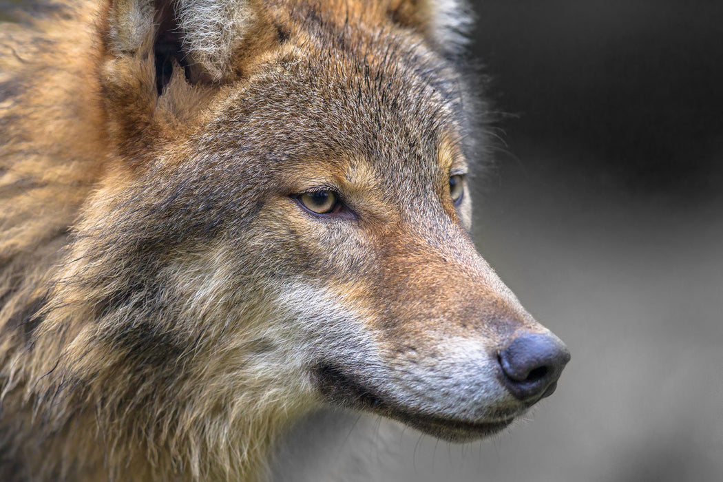 Porträt des europäischen Wolfes, Glasbild