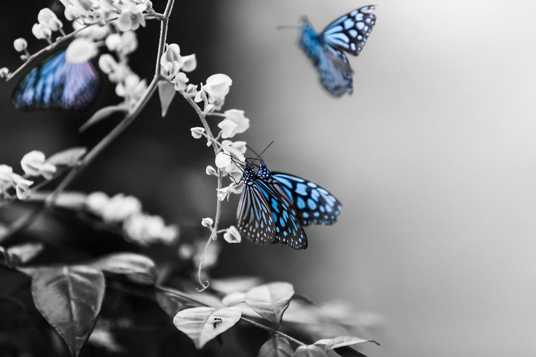 Schmetterlinge auf Blumen, Glasbild