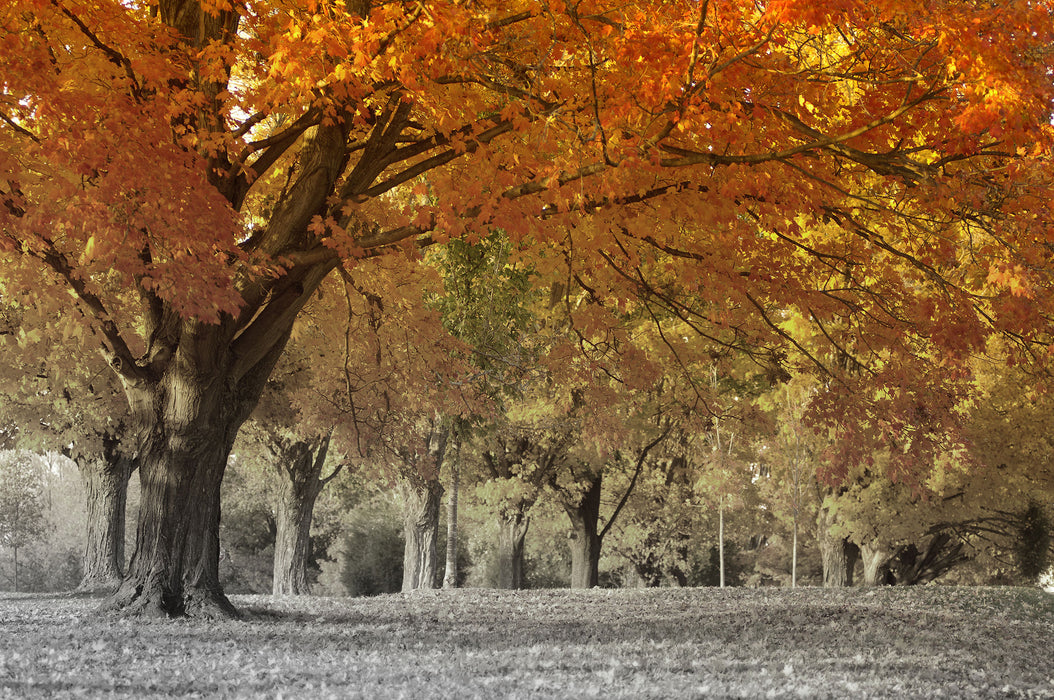 schöne Herbstlandschaft, Glasbild