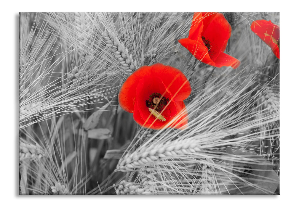 Mohnblumen auf dem Mais-Feld, Glasbild