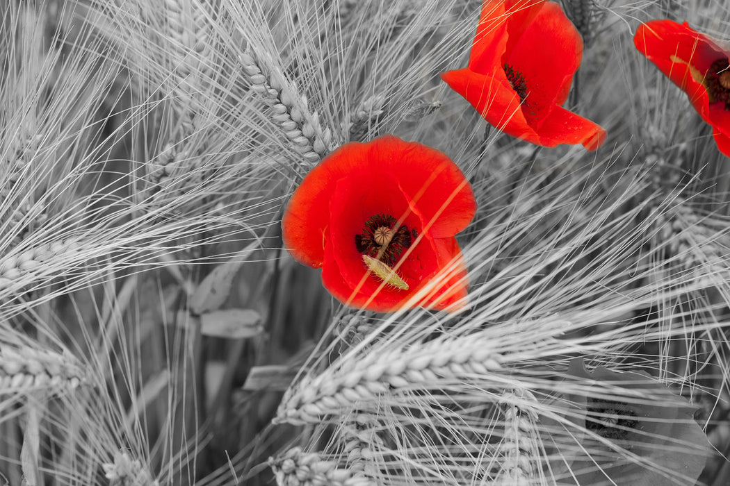 Mohnblumen auf dem Mais-Feld, Glasbild