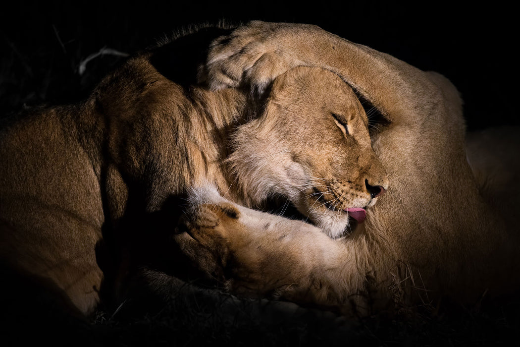 Männer & Frauen Löwe kuscheln, Glasbild