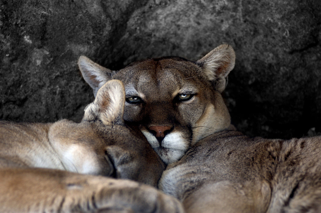 verschlafenes Puma Paar, Glasbild