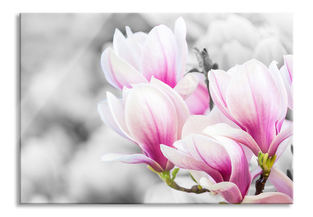 Pixxprint zarte rosa farbende Blüten, Glasbild