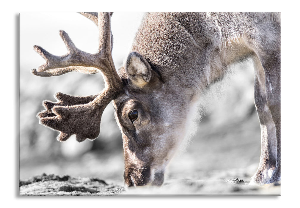 Pixxprint süßes Rentier beim Essen, Glasbild