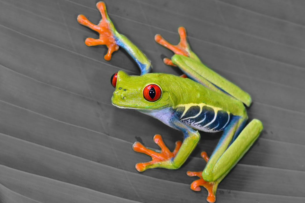 kleiner grüner Frosch auf Blatt, Glasbild