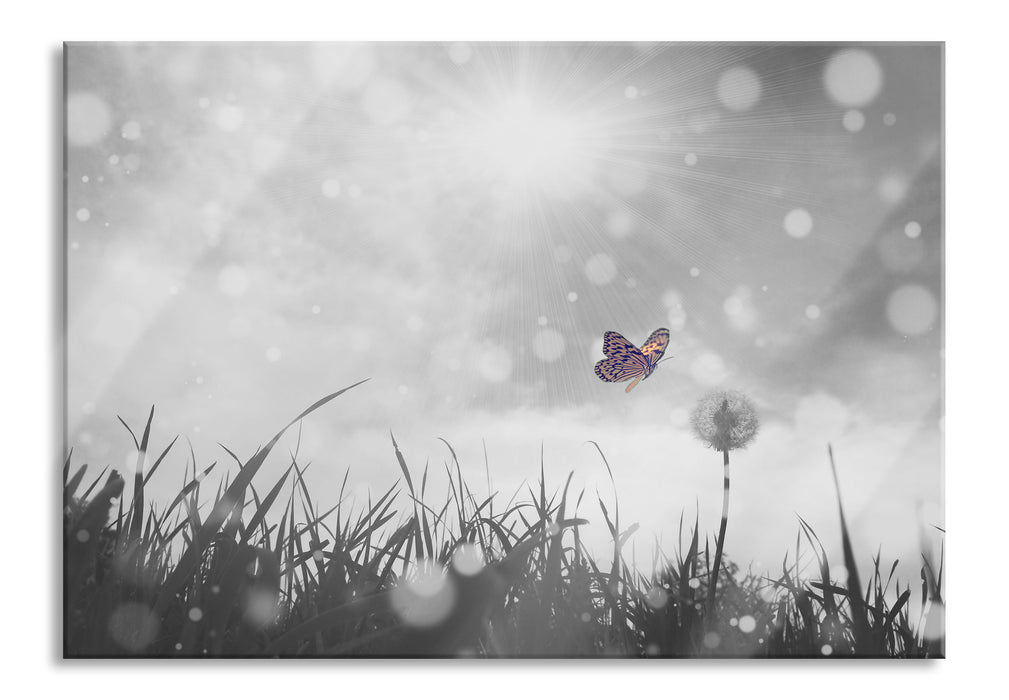 Schmetterling fliegt zu Pusteblume, Glasbild