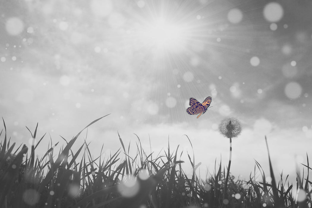 Schmetterling fliegt zu Pusteblume, Glasbild