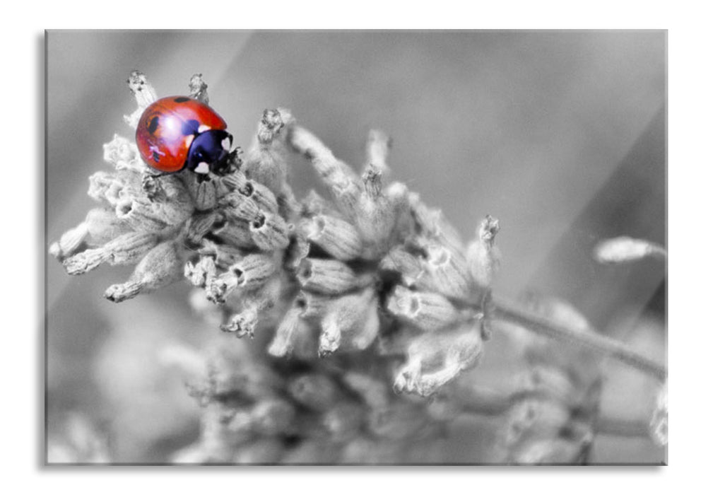 Pixxprint kleiner Marienkäfer auf Lavendel, Glasbild