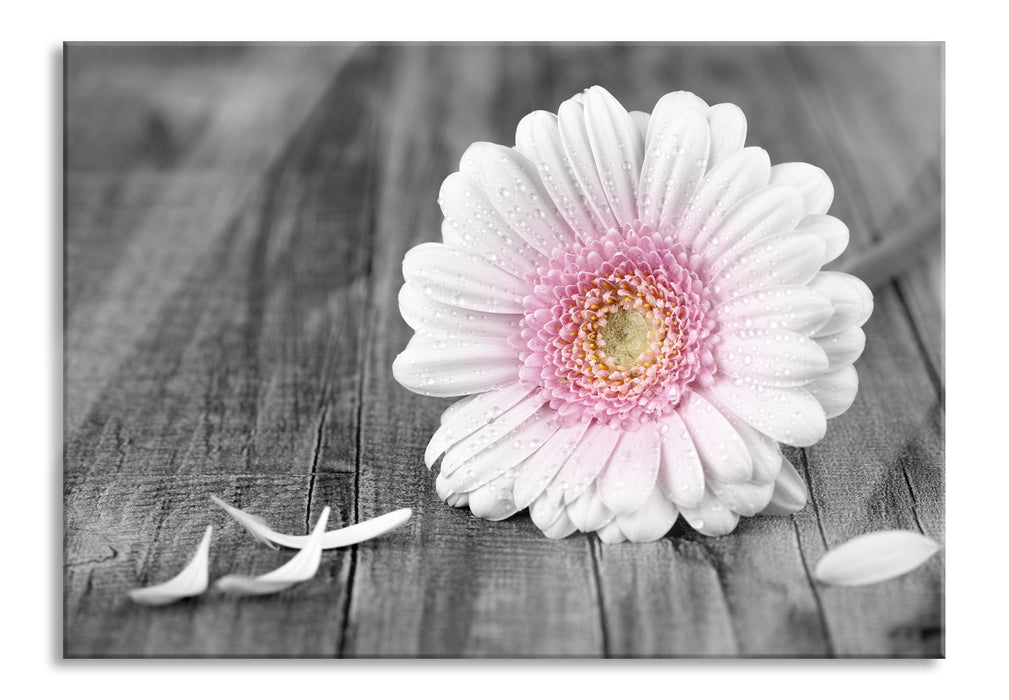 Pixxprint pinke Gerbera auf rustikalem Boden, Glasbild