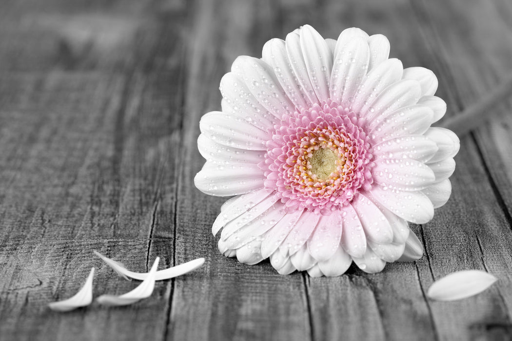 pinke Gerbera auf rustikalem Boden, Glasbild