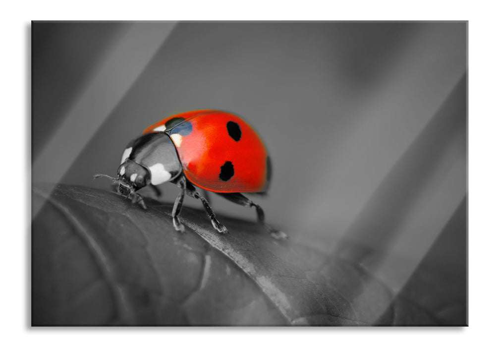 Marienkäfer auf Blatt, Glasbild