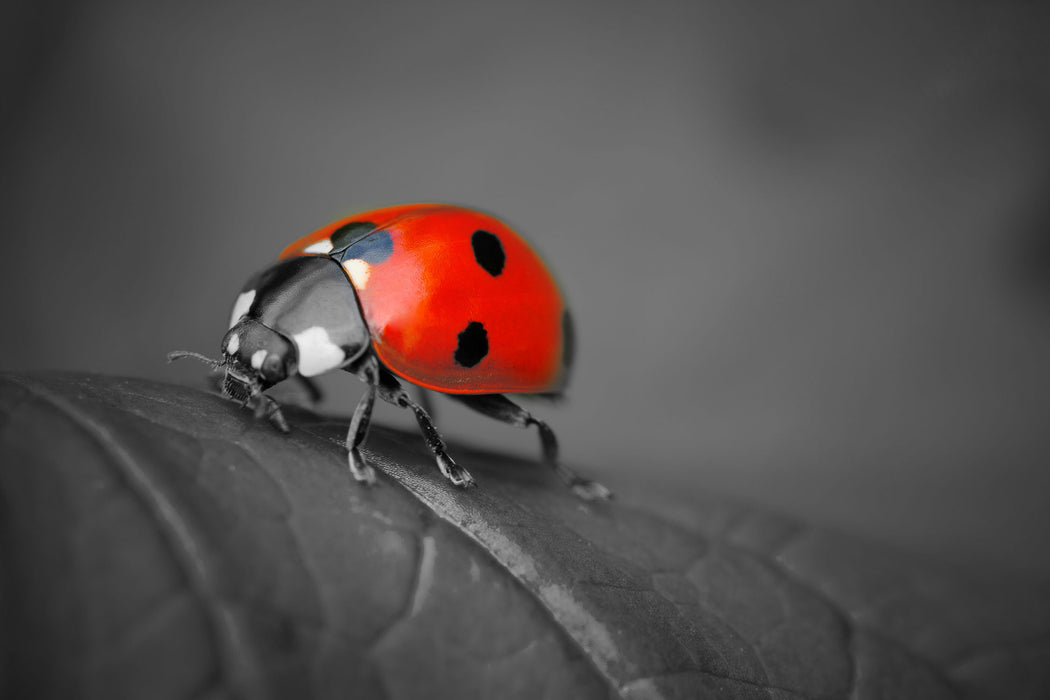 Marienkäfer auf Blatt, Glasbild