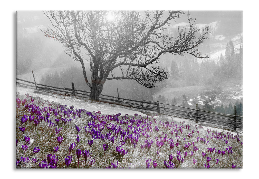 Pixxprint Krokusswiese in Gebirge, Glasbild