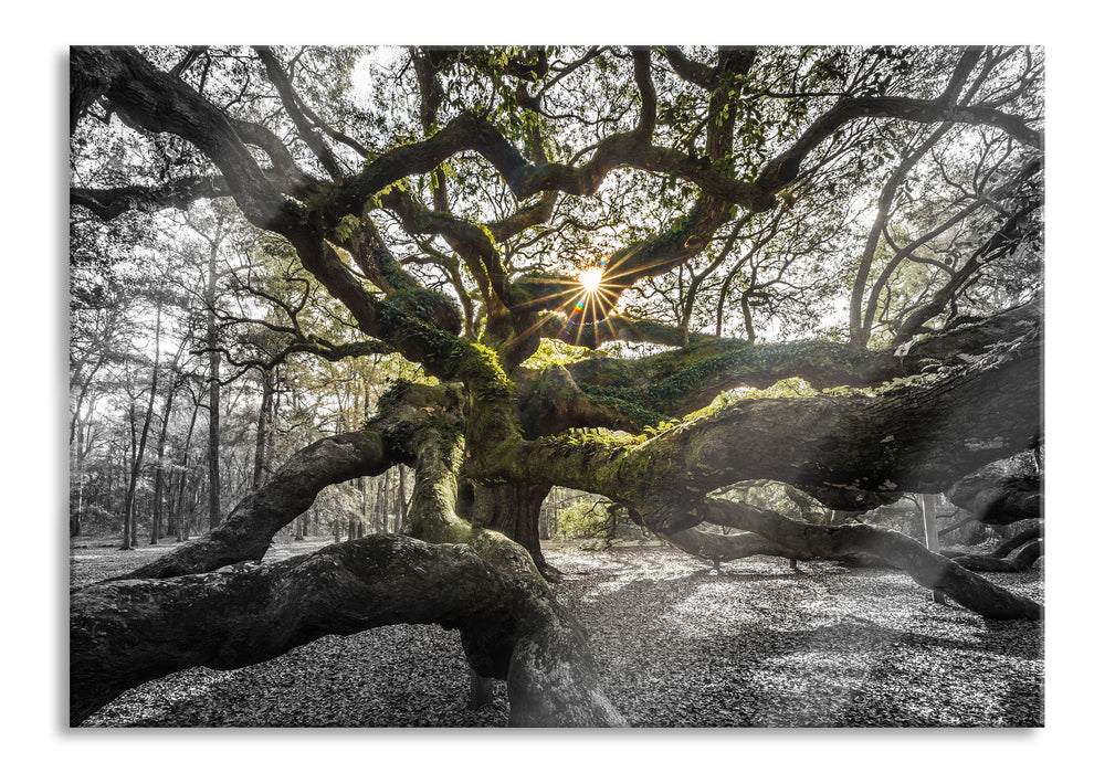 gigantisch verzweigter Baum, Glasbild