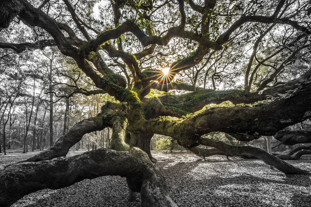 gigantisch verzweigter Baum, Glasbild