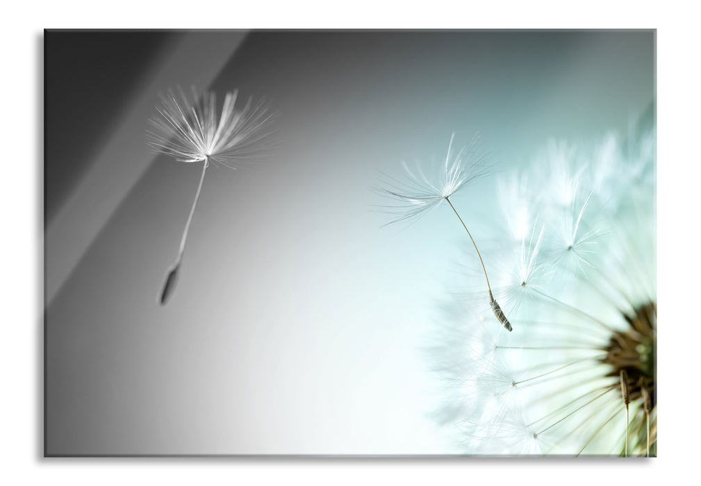 Pixxprint Löwenzahn Pusteblume, Glasbild