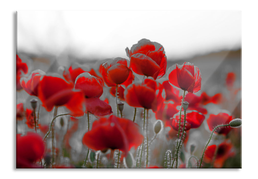 Feuriger Mohn, Glasbild