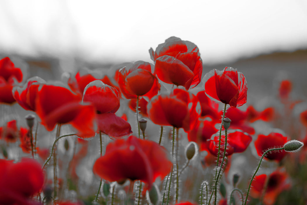 Feuriger Mohn, Glasbild