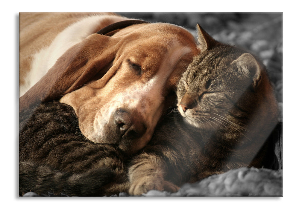 Katze und Hund kuschelnd, Glasbild