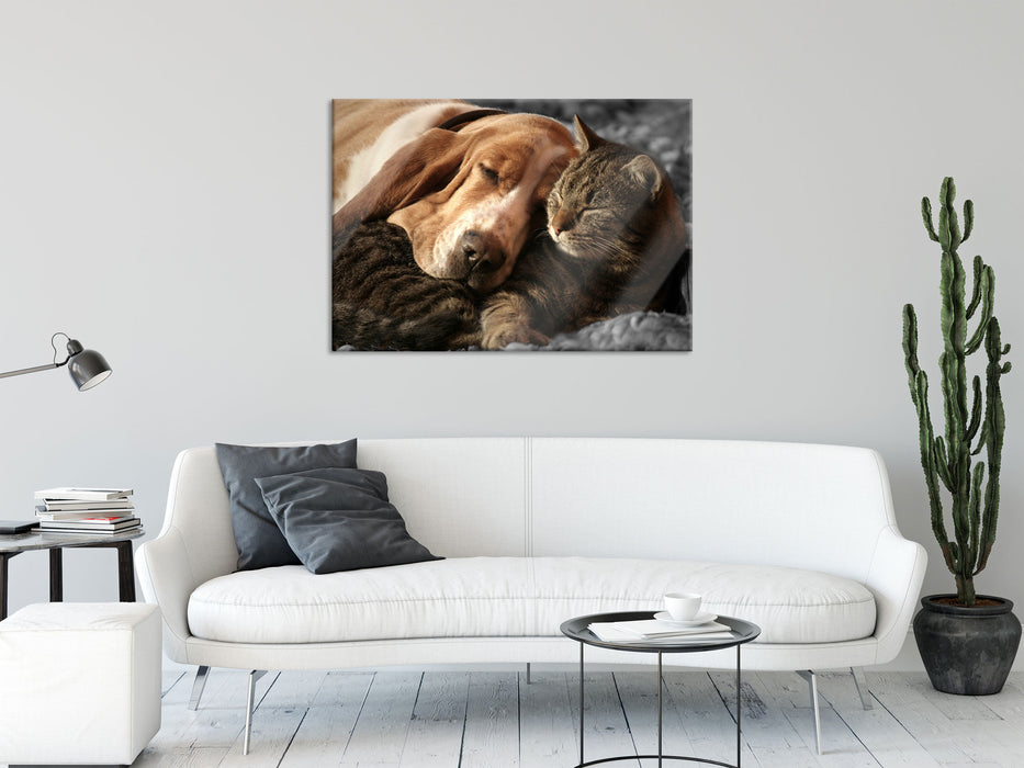 Katze und Hund kuschelnd, Glasbild