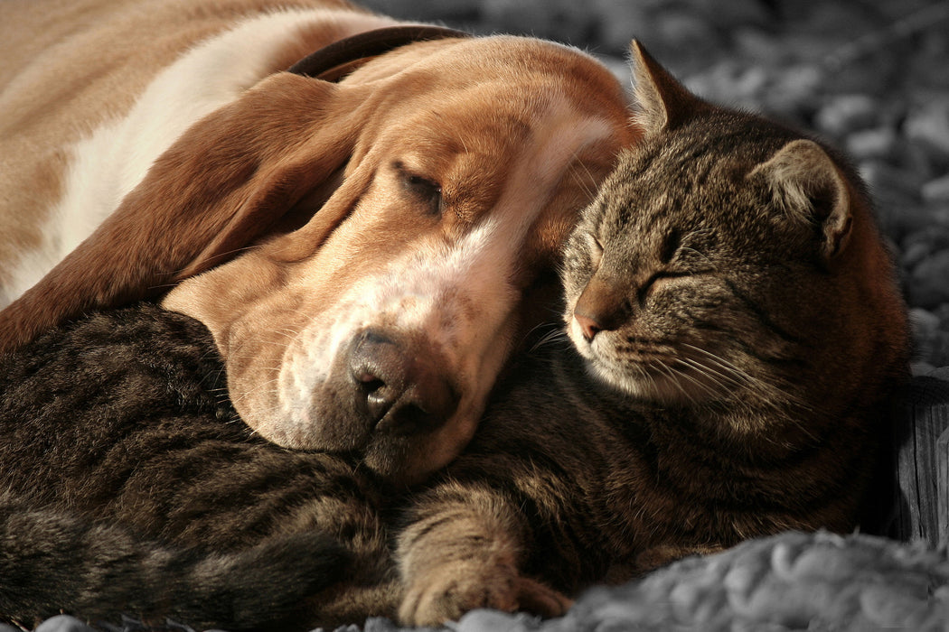 Katze und Hund kuschelnd, Glasbild