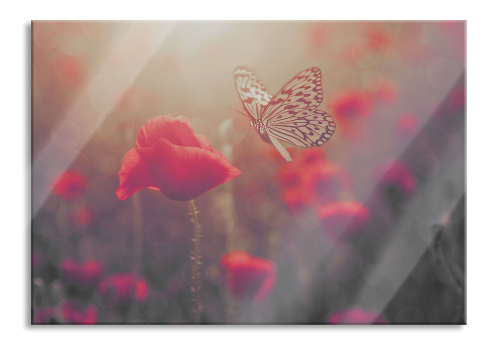 Pixxprint Mohn und Schmetterling, Glasbild