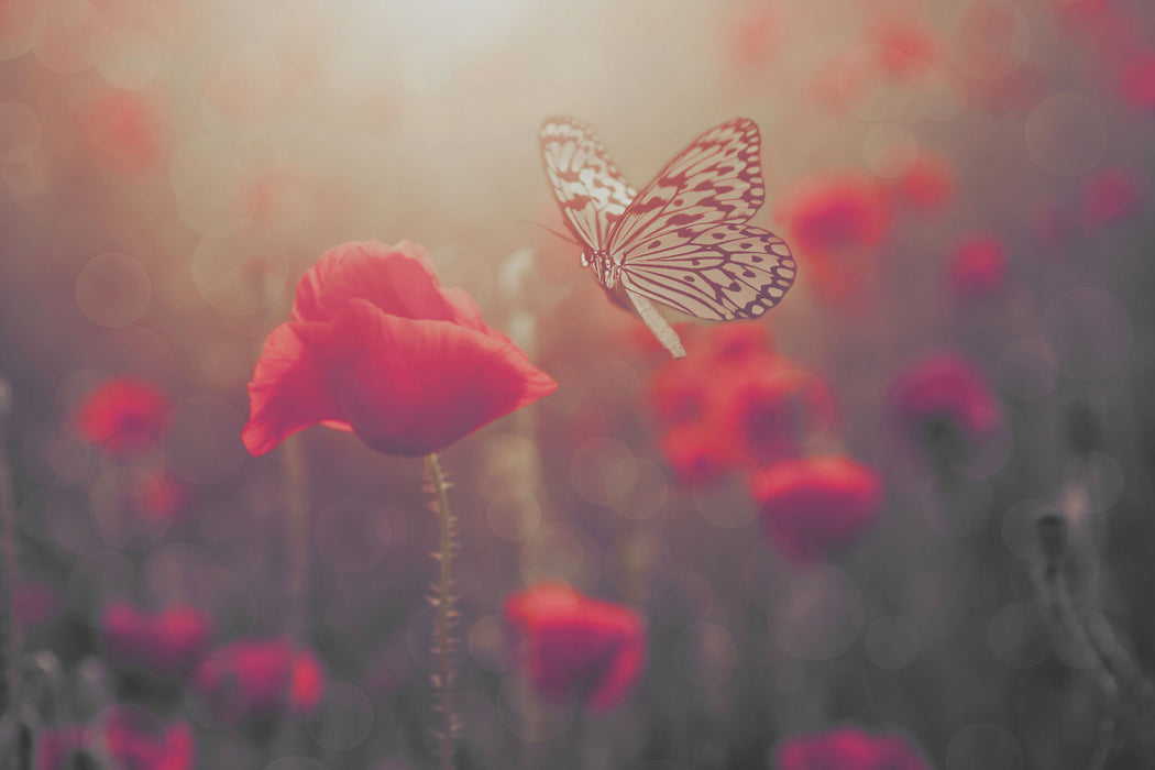 Mohn und Schmetterling, Glasbild