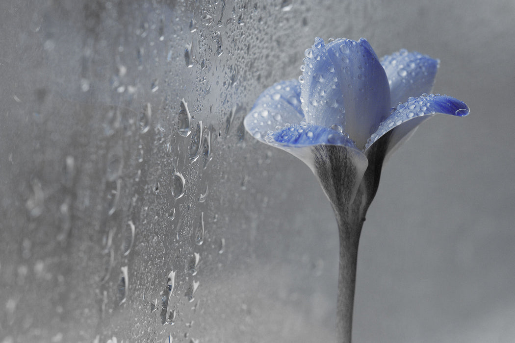 Frühlingsblume Tautropfen, Glasbild