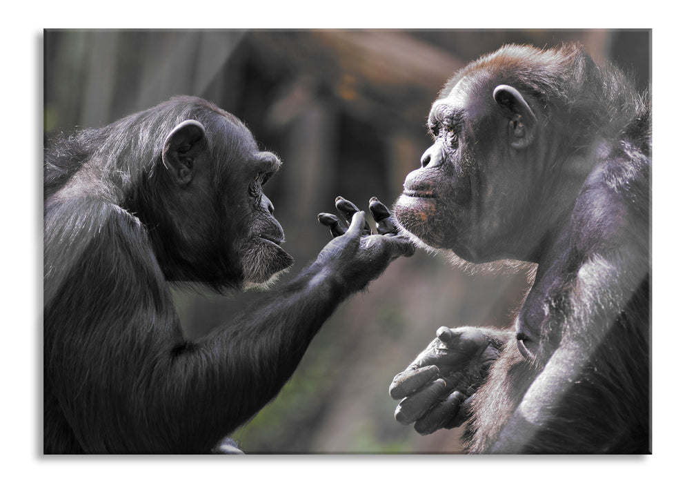 Schimpansen Freundschaft, Glasbild