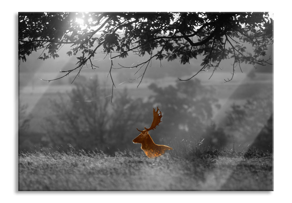 Damhirschbock Herbstmorgen, Glasbild